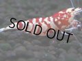 062　R【エニータイムRT】ノンブラでよろしければ超特価！RFTアダルト ほとんどメス個体！