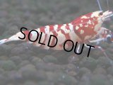 062　R【エニータイムRT】ノンブラでよろしければ超特価！RFTアダルト ほとんどメス個体！