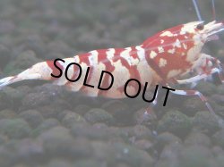 画像1: 062　R【エニータイムRT】ノンブラでよろしければ超特価！RFTアダルト ほとんどメス個体！