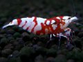 057　R【エニータイムRT】ノンブラでよろしければ超特価！RFTアダルト ほとんどメス個体！