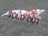 057　R【エニータイムRT】ノンブラでよろしければ超特価！RFTアダルト ほとんどメス個体！