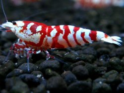 画像1: 022　P【エニータイムRT】世界トップクラスの固定率！KOREA ECOPIA レッドファンシータイガー！