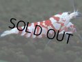 066　R【エニータイムRT】ノンブラでよろしければ超特価！RFTアダルト ほとんどメス個体！