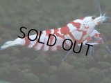 066　R【エニータイムRT】ノンブラでよろしければ超特価！RFTアダルト ほとんどメス個体！