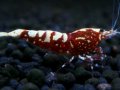 011　A【エニータイムRT】夏に増やす！Fan Shrimpのレッドギャラクシー 抱卵多数！