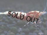 011　A【エニータイムRT】夏に増やす！Fan Shrimpのレッドギャラクシー 抱卵多数！