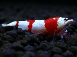画像1: 033　H【エニータイムRT】現在敵なし状態！ 小型水槽で混ぜずにブリードお勧め！涼風シュリンプ今週50匹出品！