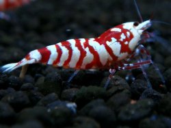 画像1: 023　P【エニータイムRT】世界トップクラスの固定率！KOREA ECOPIA レッドファンシータイガー！