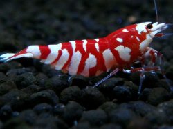 画像1: 029　P【エニータイムRT】世界トップクラスの固定率！KOREA ECOPIA レッドファンシータイガー！