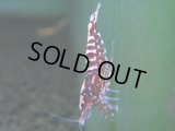 017　A【エニータイムRT】夏に増やす！Fan Shrimpのレッドギャラクシー 抱卵多数！