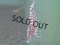 017　A【エニータイムRT】夏に増やす！Fan Shrimpのレッドギャラクシー 抱卵多数！