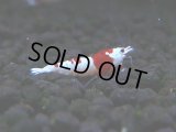038　H【エニータイムRT】現在敵なし状態！ 小型水槽で混ぜずにブリードお勧め！涼風シュリンプ今週50匹出品！