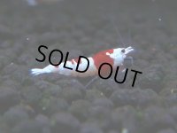 038　H【エニータイムRT】現在敵なし状態！ 小型水槽で混ぜずにブリードお勧め！涼風シュリンプ今週50匹出品！
