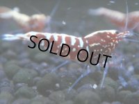 018　A【エニータイムRT】夏に増やす！Fan Shrimpのレッドギャラクシー 抱卵多数！