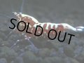 016　A【エニータイムRT】夏に増やす！Fan Shrimpのレッドギャラクシー 抱卵多数！抱卵してます