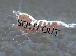 画像1: 016　A【エニータイムRT】夏に増やす！Fan Shrimpのレッドギャラクシー 抱卵多数！抱卵してます