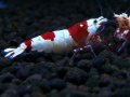 075　H【エニータイムRT】ハイグレードが生まれます！Y's Beeのレッドビーシュリンプ