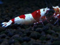 075　H【エニータイムRT】ハイグレードが生まれます！Y's Beeのレッドビーシュリンプ
