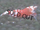 055　R【エニータイムRT】ノンブラでよろしければ超特価！RFTアダルト ほとんどメス個体！