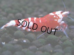 画像1: 055　R【エニータイムRT】ノンブラでよろしければ超特価！RFTアダルト ほとんどメス個体！