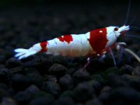 078　H【エニータイムRT】ハイグレードが生まれます！Y's Beeのレッドビーシュリンプ