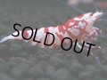 051　R【エニータイムRT】ノンブラでよろしければ超特価！RFTアダルト ほとんどメス個体！