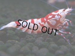 画像1: 051　R【エニータイムRT】ノンブラでよろしければ超特価！RFTアダルト ほとんどメス個体！