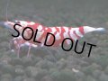 059　R【エニータイムRT】ノンブラでよろしければ超特価！RFTアダルト ほとんどメス個体！