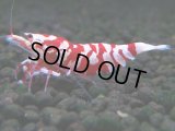 059　R【エニータイムRT】ノンブラでよろしければ超特価！RFTアダルト ほとんどメス個体！