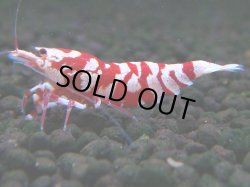 画像1: 059　R【エニータイムRT】ノンブラでよろしければ超特価！RFTアダルト ほとんどメス個体！