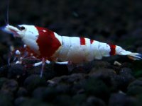 076　H【エニータイムRT】ハイグレードが生まれます！Y's Beeのレッドビーシュリンプ