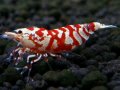 068　R【エニータイムRT】ノンブラでよろしければ超特価！RFTアダルト ほとんどメス個体！