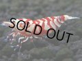 068　R【エニータイムRT】ノンブラでよろしければ超特価！RFTアダルト ほとんどメス個体！