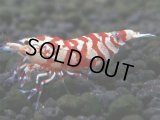 068　R【エニータイムRT】ノンブラでよろしければ超特価！RFTアダルト ほとんどメス個体！