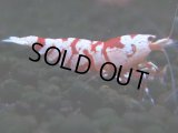 052　R【エニータイムRT】ノンブラでよろしければ超特価！RFTアダルト ほとんどメス個体！