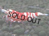 067　R【エニータイムRT】ノンブラでよろしければ超特価！RFTアダルト ほとんどメス個体！