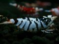 105　P【エニータイムRT】サヤチャンス！第一弾