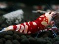 101　P【エニータイムRT】サヤチャンス！第一弾