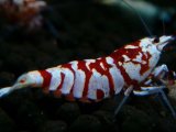 145　P【エニータイムRT】サヤチャンス！第一弾