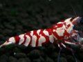 127　P【エニータイムRT】サヤチャンス！第一弾