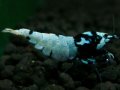 138　P【エニータイムRT】サヤチャンス！第一弾