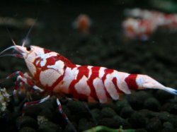 画像1: 106　P【エニータイムRT】サヤチャンス！第一弾