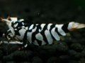 113　P【エニータイムRT】サヤチャンス！第一弾