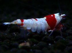 画像1: 158　H【エニータイムRT】涼風シュリンプ 第三弾！