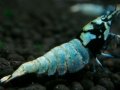 124　P【エニータイムRT】サヤチャンス！第一弾