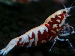 画像1: 123　P【エニータイムRT】サヤチャンス！第一弾
