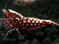 141　P【エニータイムRT】サヤチャンス！第一弾