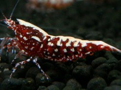画像1: 141　P【エニータイムRT】サヤチャンス！第一弾