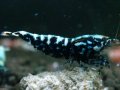108　P【エニータイムRT】サヤチャンス！第一弾