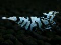 125　P【エニータイムRT】サヤチャンス！第一弾
